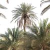 ١١