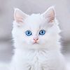 hager.ahmad36