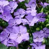 periwinkles406