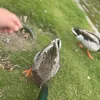 sadaf_14142
