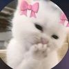 stfu_zoi