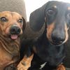 dachshundlover_1