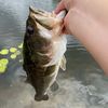 wippen.ur.bass