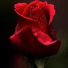 yarik_danilov_1