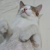 koruptor.anjing.k