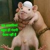 acha.bacha4389