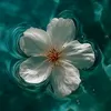 hiba.hiba_oujda