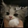 enzothekitty2
