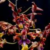yddorchid07