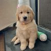 Beau