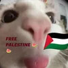 tonytonyhijabi