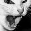 cat.lady