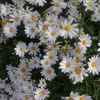 ronyaz.mahmod