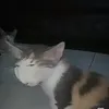 osamahalaa5