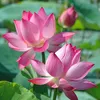 tran.thi.mai622