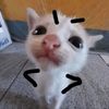 cooki4217