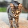 meadowbrook.mousers
