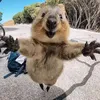 cookiekikiz