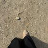 amira_12552