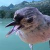 screaminborb