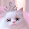 zmooncat0
