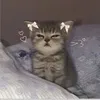 felipeliftz