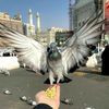 asyaib6