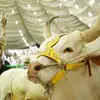 usama.siddiqui838