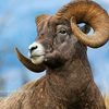 Ai animals820