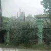 traigatuyenquang