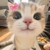 xiaa