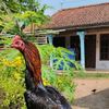 dodo.fram5
