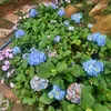 tam.trang.010725