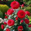 masif29542