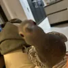 Taubenengel - Pigeon Rescue