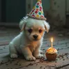 cute.little.dog8