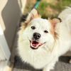 gunnerthetxpomsky
