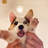 Benitothecorgi