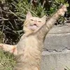 ファンタスティックキャット