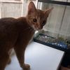 nyxjoy9nzv3u