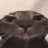 po_no_sik_maksa8