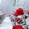 user3115104619330