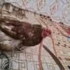 عباس عبد الرزاق