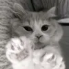 meowmiq1