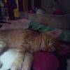 ilovermycats123
