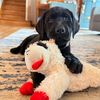 rumor.the.labrador