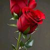 muzammil.afaq7