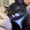 Sir Benson