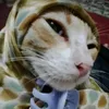 reyhanehshirzadi3