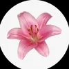 divan.ali5